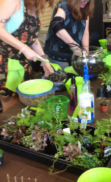 terrarium, fairy garden, diy, dragon, fox, bunny, etching, moss wall, air plant, tillandsia, atlanta, cobb, marietta, kennesaw, acworth, 
woodstock