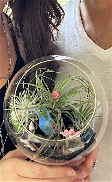 terrarium, fairy garden, diy, dragon, fox, bunny, etching, moss wall, air plant, tillandsia, atlanta, cobb, marietta, kennesaw, acworth, 
woodstock